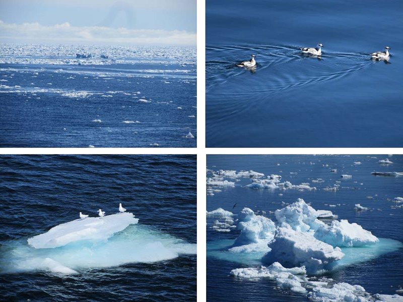 Lumpy-porridge like ice, Black Guillemot, Icelandic gulls on an ice-berg and more chunks of ice