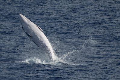 Marine life seen from the ship